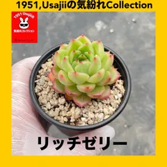 2025年最新】usajiiの人気アイテム - メルカリ
