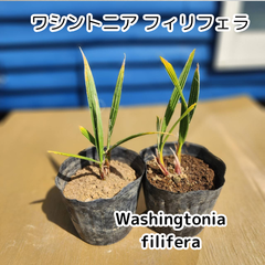 【鉢ごと発送】　ワシントン2鉢(４苗入り)　ワシントニアフィリフェラ　Washingtonia filifera　2025.3.14-Wf4(2鉢4苗)
