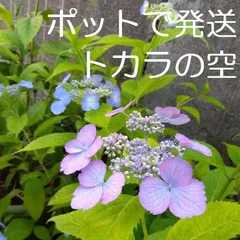 2023年最新】紫陽花 鉢花の人気アイテム - メルカリ