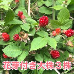 ⭐️花芽付き木苺苗(大)3株⭐️ 3株1950円→1000円 抜き苗大株　草苺 クサイチゴ くさいちご　野いちご