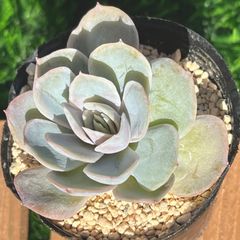 多肉植物  ブルーサプライズ