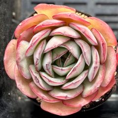 モダンジュオン　エケベリア　韓国苗　多肉植物