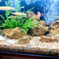 1kgの水槽用ドラゴンストーン 魚やエビの隠れ家の造園 水槽用ストーン 大石ドラゴンストーン