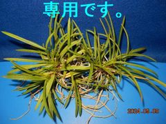 風蘭　根ほぐし株 C