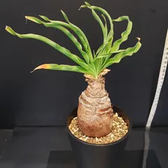 2025年最新】ブーファンの人気アイテム - メルカリ