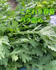 生で食べられる春菊　バラ詰め　コンパクトボックス