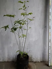 【株立ち・美白斑点模様】アオダモ A250409 【茨城直接引渡し可】山採り アオダモ 山採り 【株立ち・美白斑点模様】茨城直接引渡し可☆