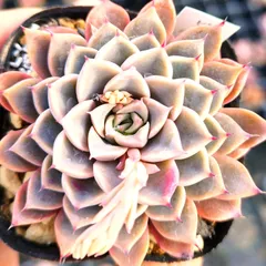 ホーリンぜ✕ケッセルリンギアナ❤️ 多肉植物 エケベリア属 ケッセルリンギアナ ゲッセルリンゲ