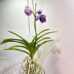 ☆☆X'mas セール洋蘭☆☆ V. Yano Blue '26' (MC) 有）フローラ・ヤノオーキッド：品種紹介 バンダブルー系