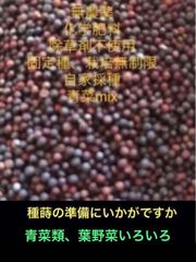 岐阜産、無消毒、むかご 零余子、食用、種用 1セット 60個、山药蛋