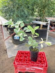 ①【1年苗】ピンクレモネード斑入り　苗　苗木　接木　レモン　柑橘