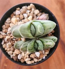 ガステラロエ　グリーンアイス　多肉植物