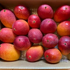 訳あり　ミニマンゴー　8,5kg クール便 楽天市場】ミニマンゴー（総重量（果物）1.00 ～ 1.99kg）の通販