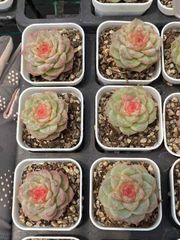 抜き苗 5007 MY41×48株 ふっくら 多肉植物 エケベリア サボテン 韓国苗 新入荷