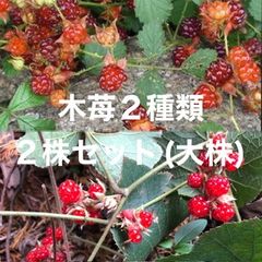 ⭐️木苺2種類2株⭐️冬苺1株&苗代苺1株⭐️1450円→1150円　木いちご