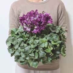 【お買得】オリジナルシクラメン　北島園芸　アンティークフリル