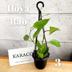 ホヤ ウェイマニアエ クラウディースカイ【現品・鉢タグ付・メルカリ便】サクララン ホヤ ウェイマニアエ クラウディースカイ【現品・鉢タグ付・メルカリ便