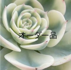 s様オーダーページ