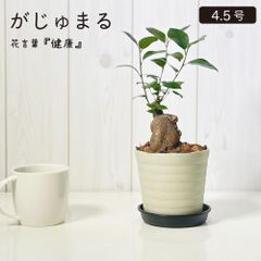 観葉植物 ガジュマル フィカス 5号 白エッグ型陶器鉢 受皿付 ゴールドデコジャリ大付 鉢植え 多幸の木 がじゅまる おしゃれ 鉢植え 人気 誕生日 インテリア リビング 送料無料