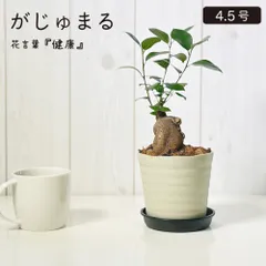 観葉植物 新生活 ガジュマル フィカス 5号 白エッグ型陶器鉢 受皿付 ゴールドデコジャリ大付 鉢植え 多幸の木 がじゅまる おしゃれ 鉢植え 人気 誕生日 インテリア リビング 送料無料 植物