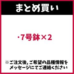 （まとめ買い） 7号×2　アンスリウム アンシカル アンスリューム