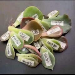 斑入り金のなる木　抜き苗 金のなる木 斑入り 抜き苗 多肉植物 カネノナルキ - メルカリ
