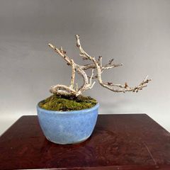 盆栽　十月桜１２cm