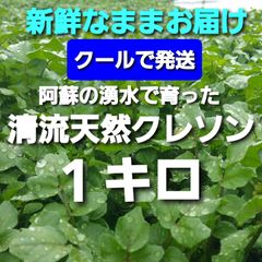 クールで発送 １キロ 阿蘇の湧水で育った清流天然クレソン