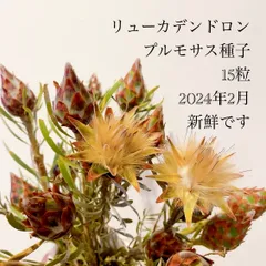 2025年最新】プルモサスの人気アイテム - メルカリ