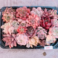 新春特別価格!!多肉植物寄せ植えset♡112♡+プレゼント