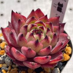 シノヒメ　多肉植物　エケベリア　韓国苗