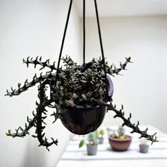 リプサリス ゴーベリアナ BACSAC ハンギング 10L - メルカリ