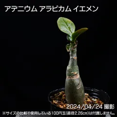 2024年最新】アデニウムアラビカム 種の人気アイテム - メルカリ