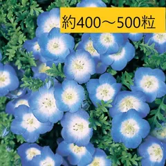 2025年最新】ネモフィラ 種の人気アイテム - メルカリ