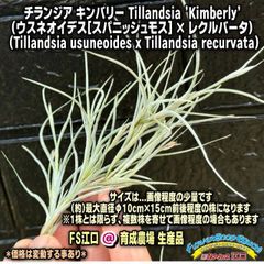 Tillandsia生産農場参考画像販売＊チランジア キンバリー Tillandsia Kimberly (ウスネオイデス[スパニッシュモス] × レクルバータ) (T.usuneoides x T.recurvata)＊エアプランツ＠フラワーショップ江口