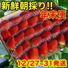 【年末便】新鮮朝採りかんちゃん農園の甘いいちご