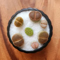 リトープス 宝石丼  ホイップ鉢入り 多肉植物 カラフルミックス　2号鉢