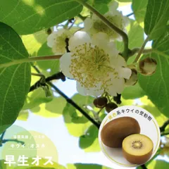 2025年最新】キウイ 花粉 受粉 雄花の人気アイテム - メルカリ