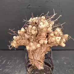 2025年最新】万物想の人気アイテム - メルカリ