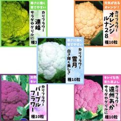カリフラワー５点　種１０粒づつ　紫・赤・オレンジ・緑・白のカリフラワーの種セット