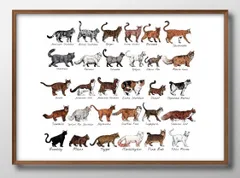 00350猫の品種コレクション A3 サイズ ポスター アート おしゃれ 絵画 インテリア 北欧 イラスト マット紙 艶消し アートパネル 額 フレーム デザイン 壁掛け ギフト 新築祝い ディスプレイ 