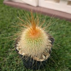 タ*ボ様 マミラリア☘️エルサム ・希少です✨✨(メルカリ便^^) タ*ボ様 マミラリア☘️エルサム ・希少です✨✨(メルカリ便^^)