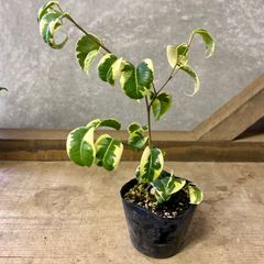 観葉植物　フィカス 斑入りベンジャミン　シタシオン