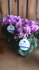 正規品 フランス直輸入 ライラック『カルベィティエム』青紫の