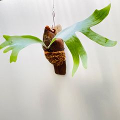 【361ARY】【第4種郵便発送】ビカクシダ（コウモリラン）アルシコルネの流木板付