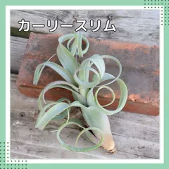 チランジア　REX 大苗 Frontier Plants】オンラインストア5月5日入荷予定のチランジア