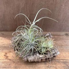 チランジア3種・コルクのセット④  Tillandsia ティランジア  イオナンタ ウォンガ エアプランツ エアープランツ  観葉植物 観葉 植物 インテリア オブジェ ディスプレイ プレゼント おしゃれ 置き型 着生