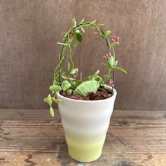 ディスキディア　カンガルーポケット　黄色陶器鉢　現品 　Dischidia ruscifolia ガガイモ科 ディスキディア属  ディスキディア 観葉植物 観葉 植物 珍奇植物  つる性植物 つる性 かわいい