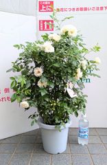 【お買得】ツルバラ　サマースノー　白バラ　大鉢　庭植え　行灯仕立て　バラアーチ