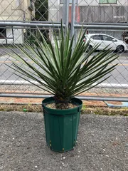 2025年最新】ユッカ フィリフェラの人気アイテム - メルカリ